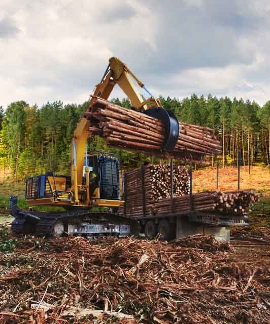 Komatsu PC135F-10M0 & the Full Tree Length Method: An Efficient Solution for Forestry Operations