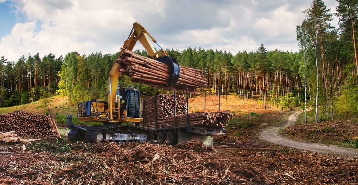 Komatsu PC135F-10M0 & Metode Tarik Panjang: Solusi Efisien Operasi Kehutanan